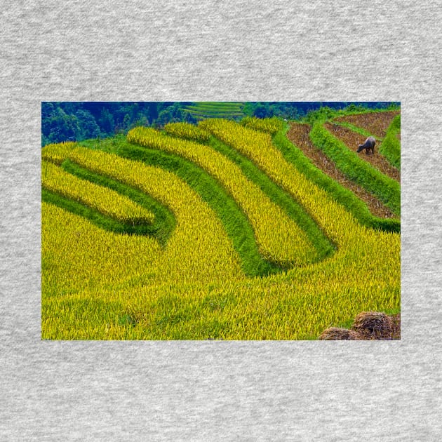 Rice Terrace. by bulljup